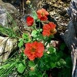 Geum coccineum ശീലം