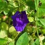 Clitoria ternatea 花