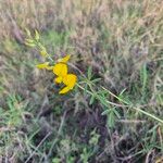 Crotalaria brevidens Hoja