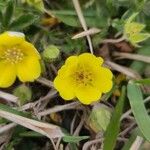 Potentilla reptansКветка