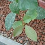 Syzygium myrtifolium Hoja
