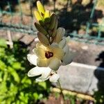 Ixia maculata 花