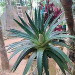 Dyckia brevifolia Лист