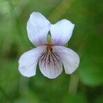 Viola palustris Fiore