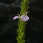 Rostellularia mollissima Flower