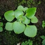 Aichryson laxum その他の提案