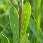 Salix purpurea पत्ता