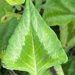 Persicaria chinensis Feuille