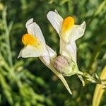 Linaria vulgarisᱵᱟᱦᱟ