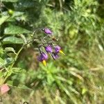 Solanum dulcamaraᱵᱟᱦᱟ