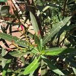 Nerium oleander Foglia