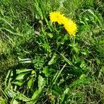 Crepis conyzifolia Hábitos