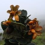 Guioa glauca Fruto