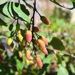 Berberis vulgarisFfrwyth