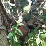 Mentha spicata Kvet