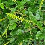 Allophylus rubifolius Floro