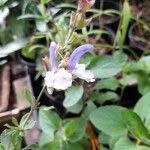 Salvia chamelaeagnea Flor