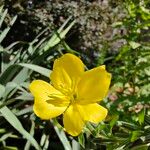 Oenothera biennisBlomma