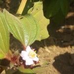 Tristemma mauritianum Blomst
