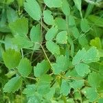 Thalictrum aquilegiifolium Blad