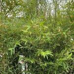 Phyllostachys aurea Hoja