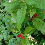Rauvolfia serpentina Natur