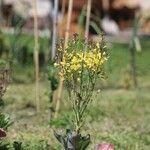 Brassica oleracea Leht