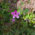 Erodium cicutariumÇiçek