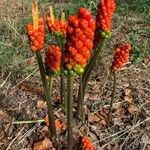 Arum italicumLorea