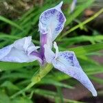 Iris douglasiana Blüte