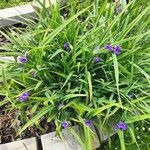 Tradescantia occidentalis Flower