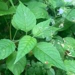 Circaea lutetiana Leaf
