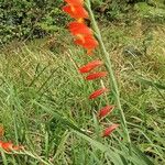 Gladiolus dalenii Floare