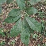 Cordia alliodora Blad