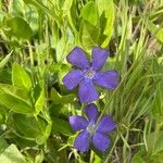 Vinca majorBlodyn