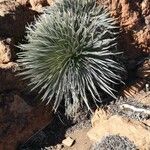 Echium wildpretii Blad