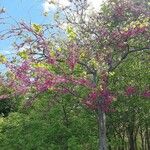 Cercis siliquastrumFolha