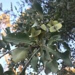 Combretum imberbe Fruit