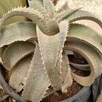 Dyckia marnier-lapostollei Φύλλο