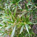 Styphelia cymbulae 葉
