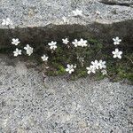 Arenaria balearica Habit