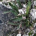 Asplenium ceterach Deilen