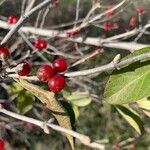Lonicera maackii Fruit