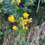 Senna pendula Flower