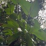 Garcinia mangostana Leaf