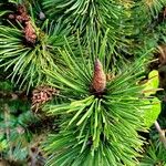 Pinus mugo Листок