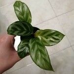 Calathea concinna Leaf