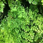 Adiantum raddianum Συνήθη χαρακτηριστικά