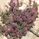 Thymus longiflorus Fula