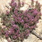 Thymus longiflorus